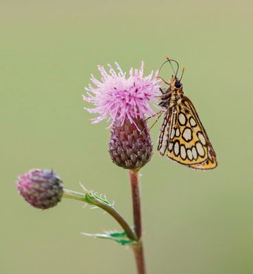 Spiegeldikkopje / Large Chequered Skipper