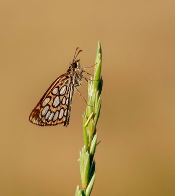 :: Spiegeldikkopje / Large Chequered Skipper ::