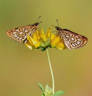 Spiegeldikkopje / Large Chequered Skipper