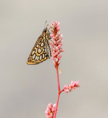 Spiegeldikkopje / Large Chequered Skipper