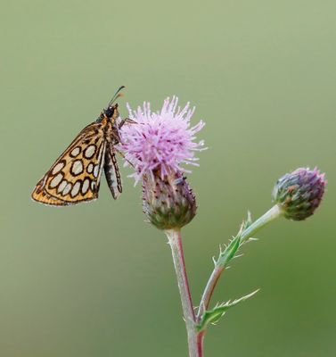 :: Spiegeldikkopje / Large Chequered Skipper ::