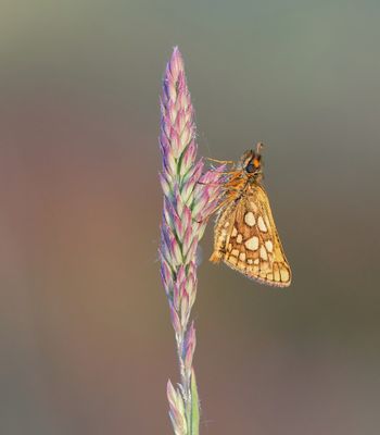 Bont Dikkopje / Chequered Skipper
