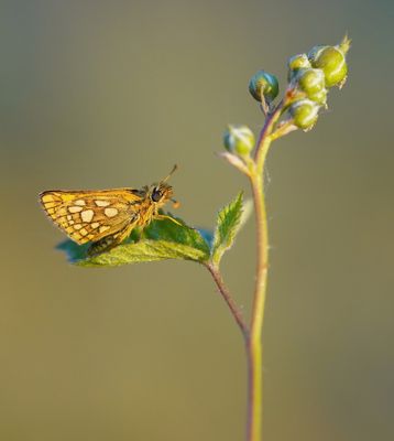 Bont Dikkopje / Chequered Skipper