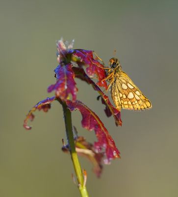Bont Dikkopje / Chequered Skipper