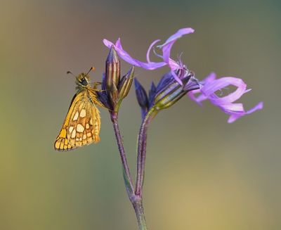 Bont Dikkopje / Chequered Skipper