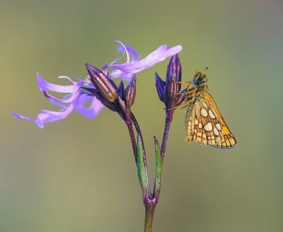 Bont Dikkopje / Chequered Skipper