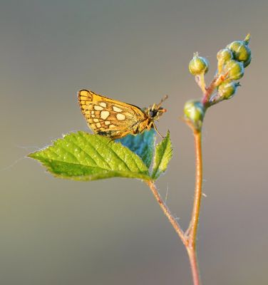 Bont Dikkopje / Chequered Skipper