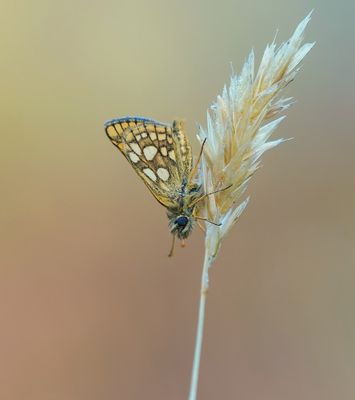 Bont Dikkopje / Chequered Skipper