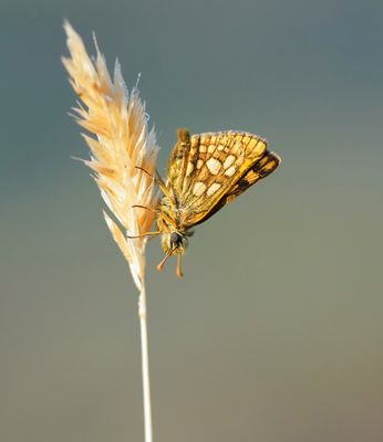 Bont Dikkopje / Chequered Skipper
