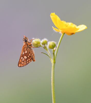 Bont Dikkopje / Chequered Skipper