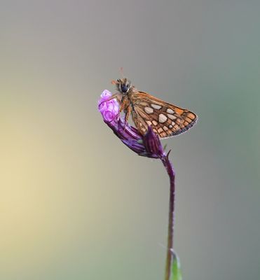 Bont Dikkopje / Chequered Skipper