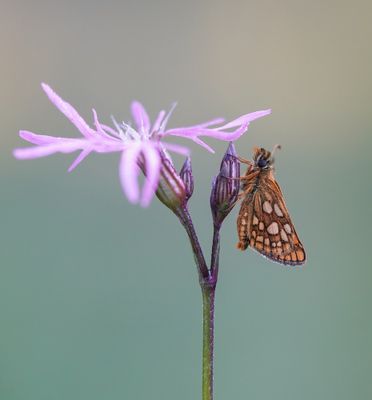 Bont Dikkopje / Chequered Skipper
