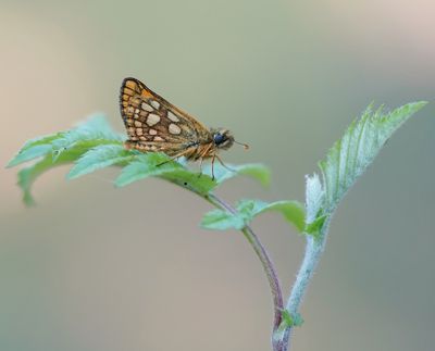 Bont Dikkopje / Chequered Skipper