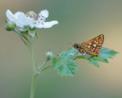 Bont Dikkopje / Chequered Skipper