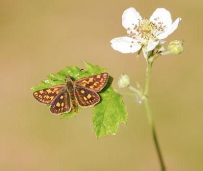 :: Bont Dikkopje / Chequered Skipper ::
