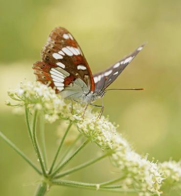 Blauwe IJsvogelvlinder / Southern White Admiral