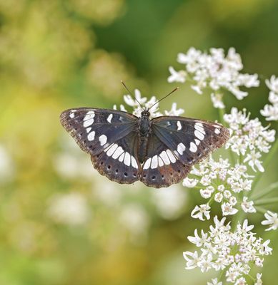 Blauwe IJsvogelvlinder / Southern White Admiral