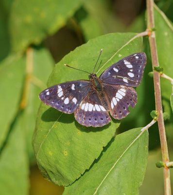 Blauwe IJsvogelvlinder / Southern White Admiral