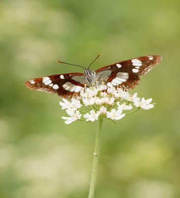 Blauwe IJsvogelvlinder / Southern White Admiral