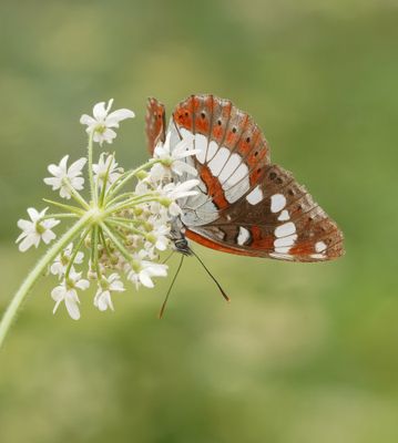 Blauwe IJsvogelvlinder / Southern White Admiral