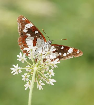Blauwe IJsvogelvlinder / Southern White Admiral