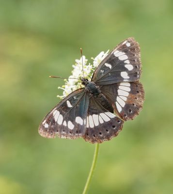 Blauwe IJsvogelvlinder / Southern White Admiral