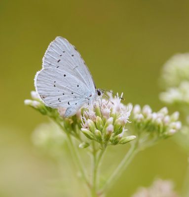 Boomblauwtjes / Holly Blue