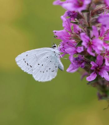 Boomblauwtjes / Holly Blue