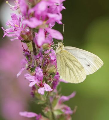 Klein Geaderd Witje / Green-veined White