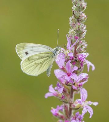 Klein Geaderd Witje / Green-veined White