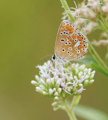 Bruin Blauwtje / Brown Argus