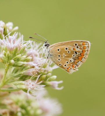 Bruin Blauwtje / Brown Argus