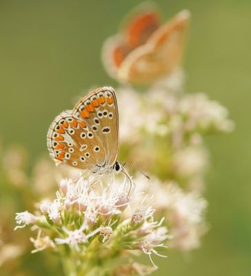 Bruin Blauwtje / Brown Argus