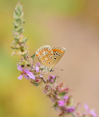 Bruin Blauwtje / Brown Argus