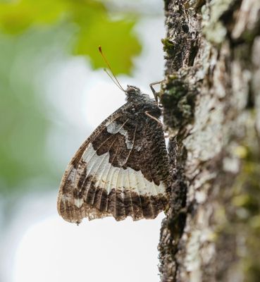 Witbandzandoog / Great Banded Grayling