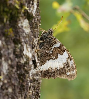 Witbandzandoog / Great Banded Grayling