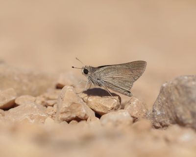 Groot Kustdikkopje / Mediterranean Skipper