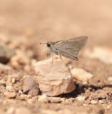 Groot Kustdikkopje / Mediterranean Skipper