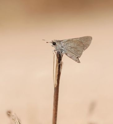 Groot Kustdikkopje / Mediterranean Skipper