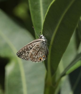 Klein Tijgerblauwtje / Lang's Short-tailed Blue
