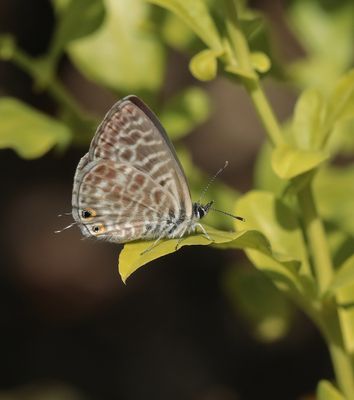 Klein Tijgerblauwtje / Lang's Short-tailed Blue
