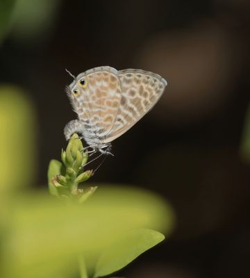 Klein Tijgerblauwtje / Lang's Short-tailed Blue