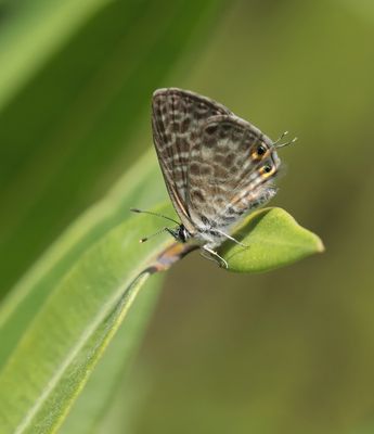 Klein Tijgerblauwtje / Lang's Short-tailed Blue