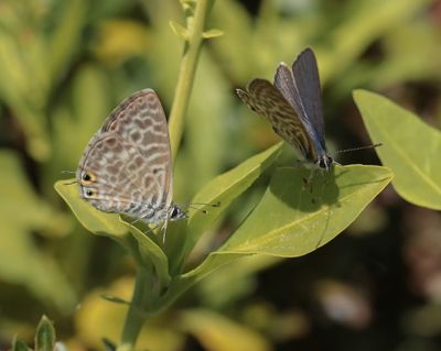 Klein Tijgerblauwtje / Lang's Short-tailed Blue
