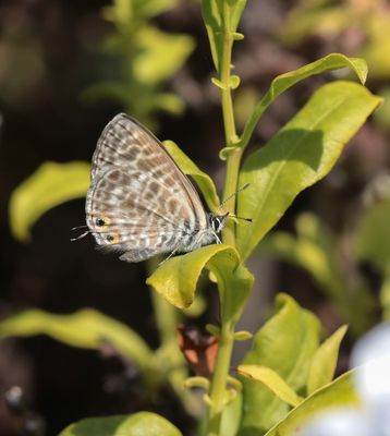Klein Tijgerblauwtje / Lang's Short-tailed Blue