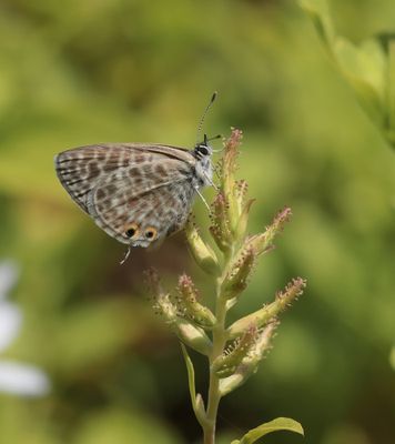 Klein Tijgerblauwtje / Lang's Short-tailed Blue