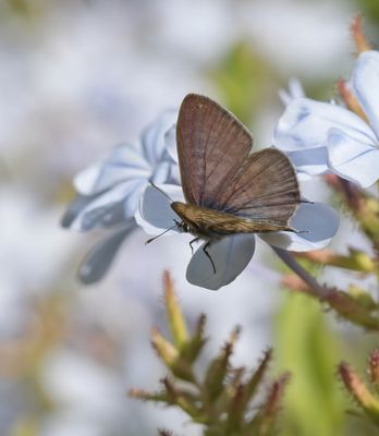 Klein Tijgerblauwtje / Lang's Short-tailed Blue