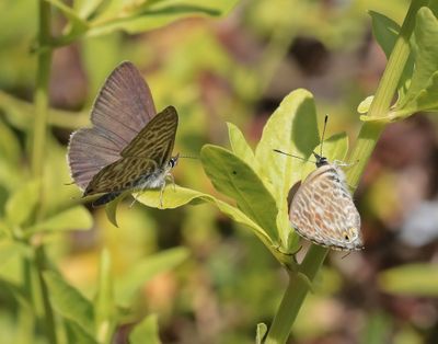 Klein Tijgerblauwtje / Lang's Short-tailed Blue