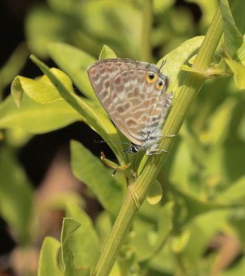 Klein Tijgerblauwtje / Lang's Short-tailed Blue
