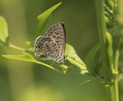 Klein Tijgerblauwtje / Lang's Short-tailed Blue